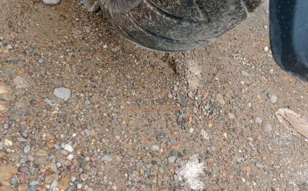 HONDA SCOOPY PRESTIGE