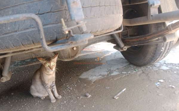 MITSUBISHI  L 300 L300 PU FB-R (4X2)