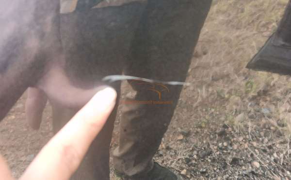 HONDA  CR-V  1.5 TC PRESTIGE CVT CKD